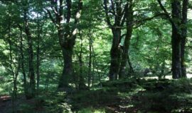 Contrats forestiers Natura 2000