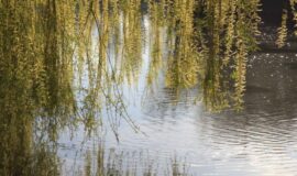 Appel à projets – Mesures AgroEnvironnementales et Climatiques (MAEC)