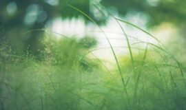 Appel à Manifestation – Soutien aux filières favorables à la protection de la ressource en eau