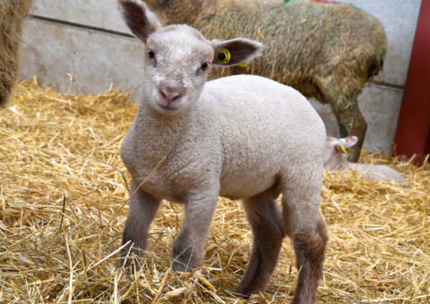 Aide au développement de la génétique ovine