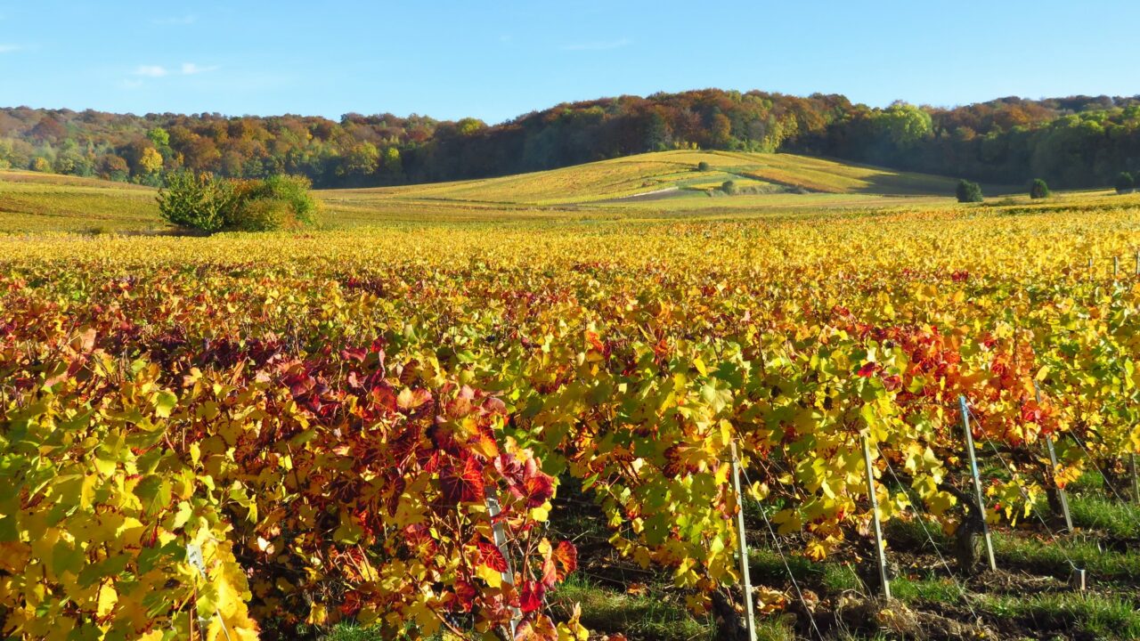 vignes-GE