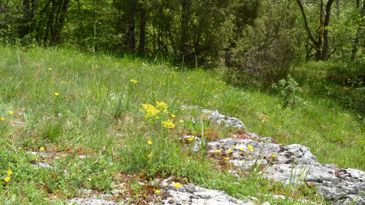 pelouses et bois de Villemoron© Région