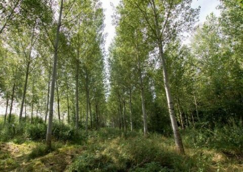 Abondement à la charte « Merci le Peuplier » : redynamisation de la filière peuplier