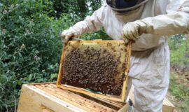 Dispositif régional en faveur des apiculteurs professionnels