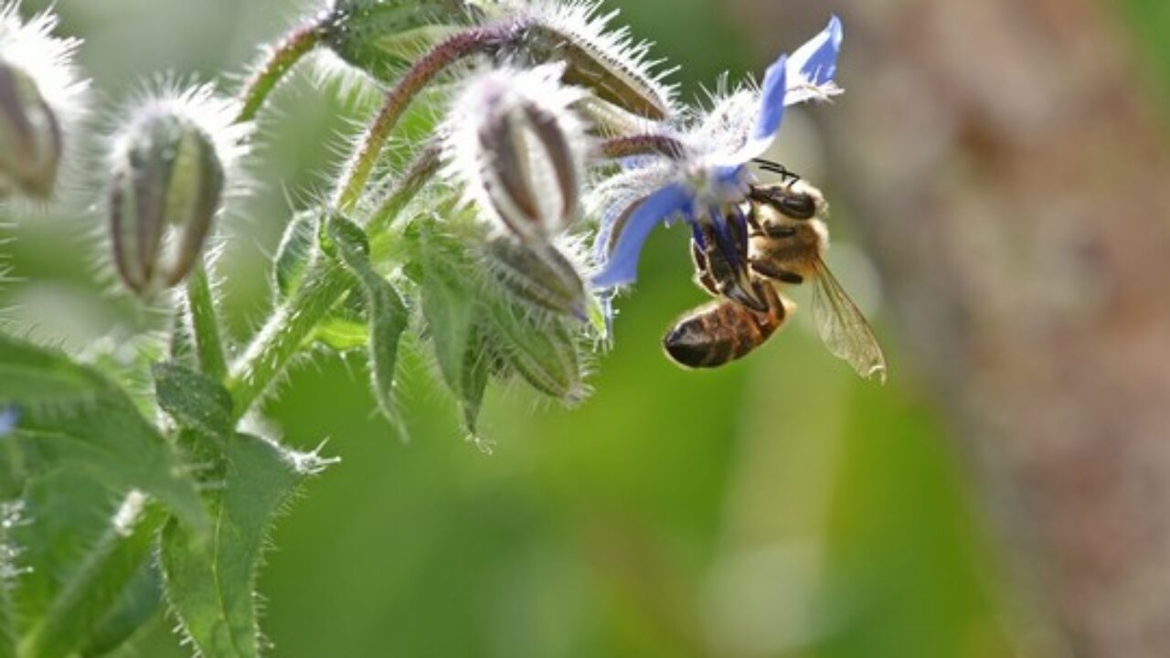 Abeille butinant une fleur de bourrache