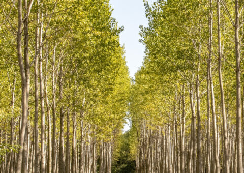 Amélioration de la qualité des bois de peuplier : aide à l’élagage des peupliers