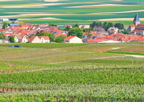 Soutien à la promotion des productions agricoles, viticoles, forestières et des labels de qualité