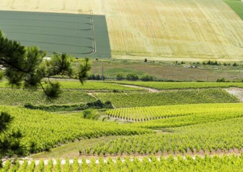 AAC – Structures habilitées à réaliser l’accompagnement des exploitations agricoles (MAEC « transition des pratiques » 2023-2027)
