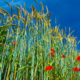 Agriculture, viticulture et forêt