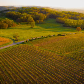 Agriculture, viticulture, alimentation, forêt et bois