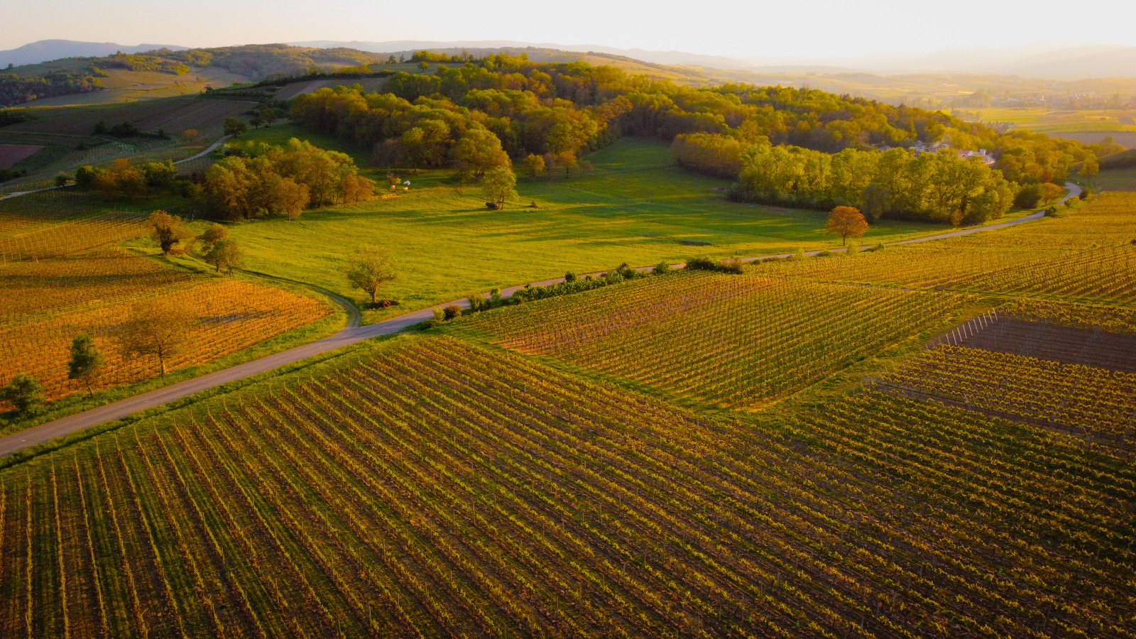 Paysage rural (67) - Vignoble et champs - bois sur les collines