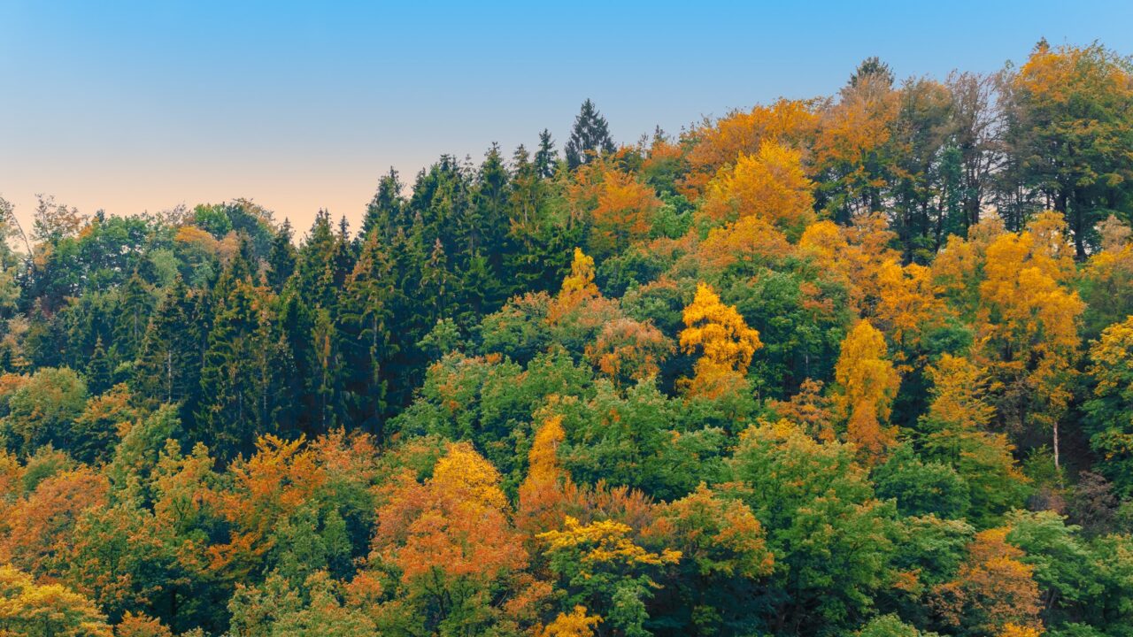 Les forêts du Grand Est et la filière forêt-bois