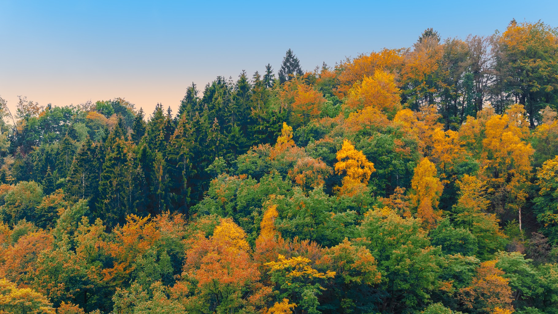 Les forêts du Grand Est et la filière forêt-bois