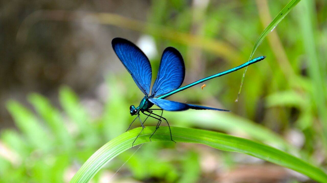 Démarche « Eau et Biodiversité »