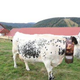 Aux côtés de l’agriculture de montagne