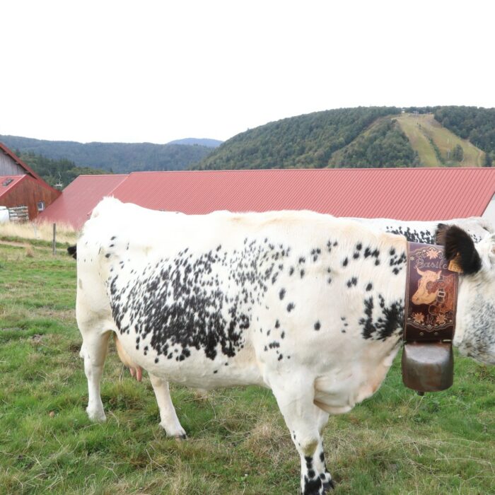 Aux côtés de l’agriculture de montagne