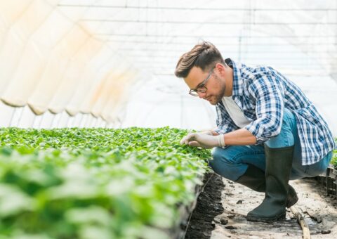 Compétitivité et adaptation des exploitations agricoles de productions végétales – Lorraine