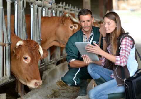 Soutien en faveur de l’exercice vétérinaire au profit des animaux d’élevage