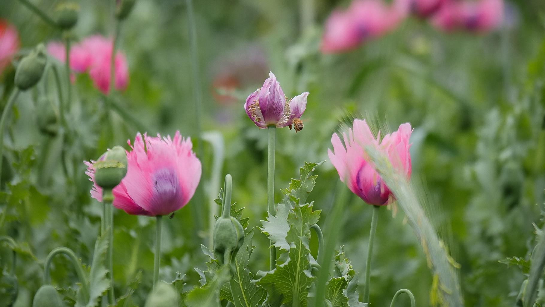 Concours photo “OBJECTIF NATURE”