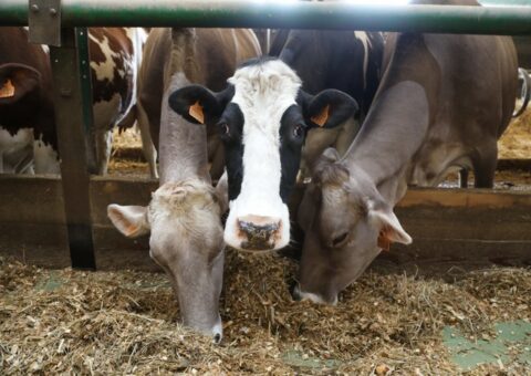 Mesures Agro-Environnementales et Climatiques : transition des pratiques