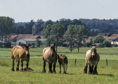 Aide au débourrage des chevaux de trait