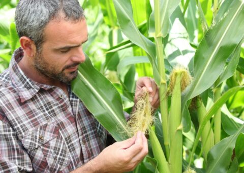 Aide à l’installation du nouvel agriculteur