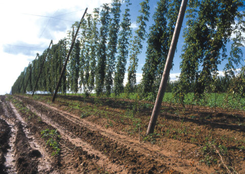 Aide en faveur de la filière houblon