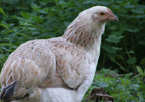 Appel à projet FEADER – PRM-A Conservation des ressources génétiques en aviculture en phase de valorisation