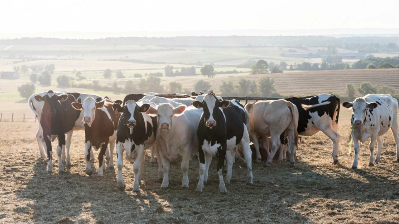 Agrimax 2024
