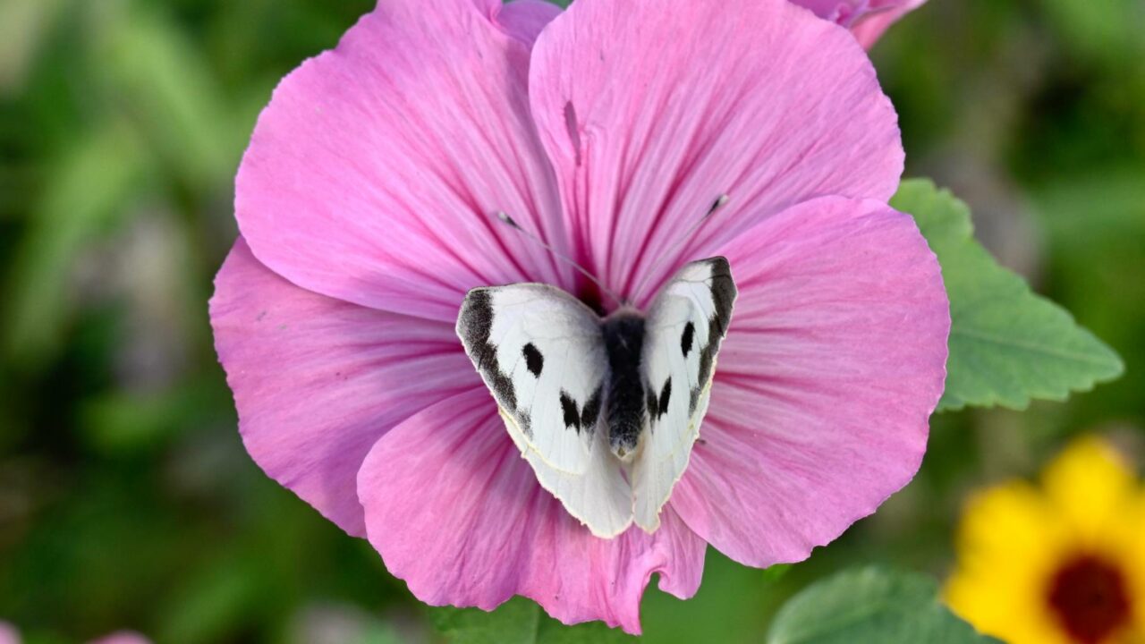Prix régional de la biodiversité : votez pour votre projet préféré !