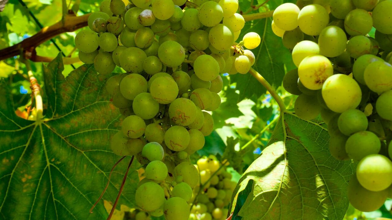 Salon Viti Vini 2024