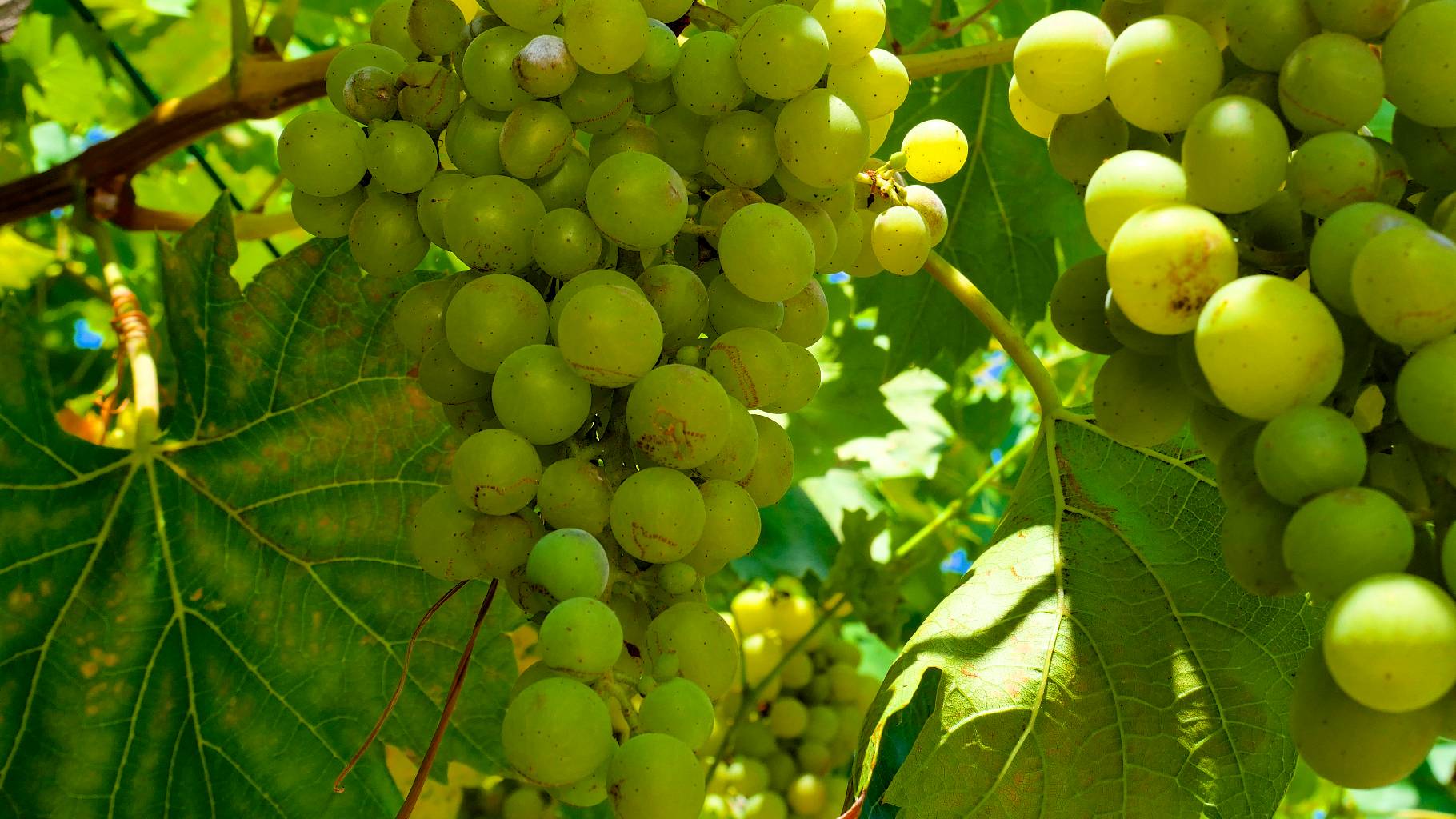 Salon Viti Vini 2024