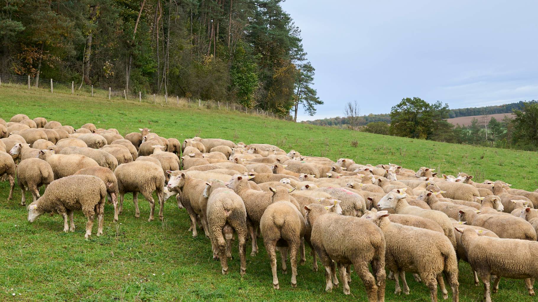 Agriculteurs : la Région concrétise son plan d’urgence