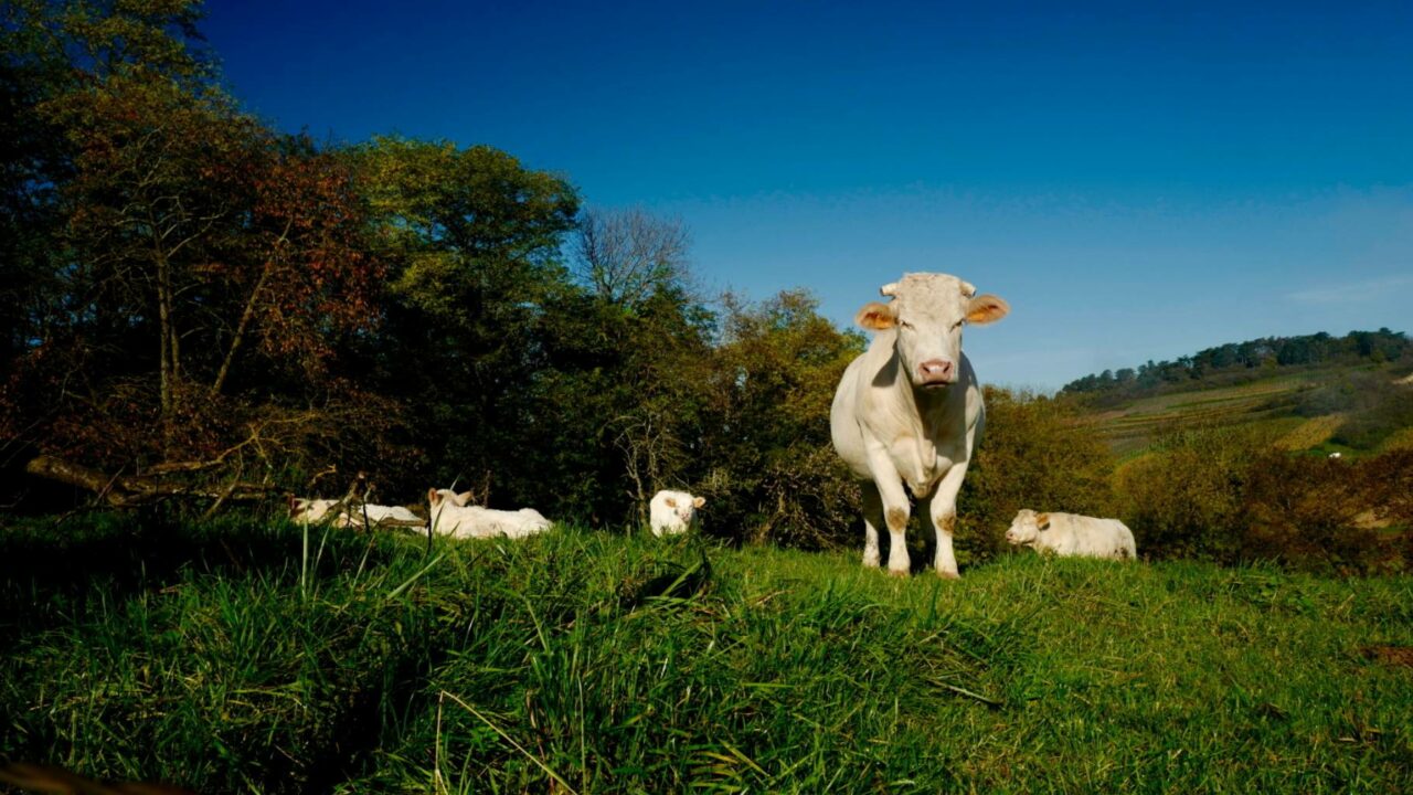 Salon International de l’Agriculture 2025 : Un rendez-vous incontournable !