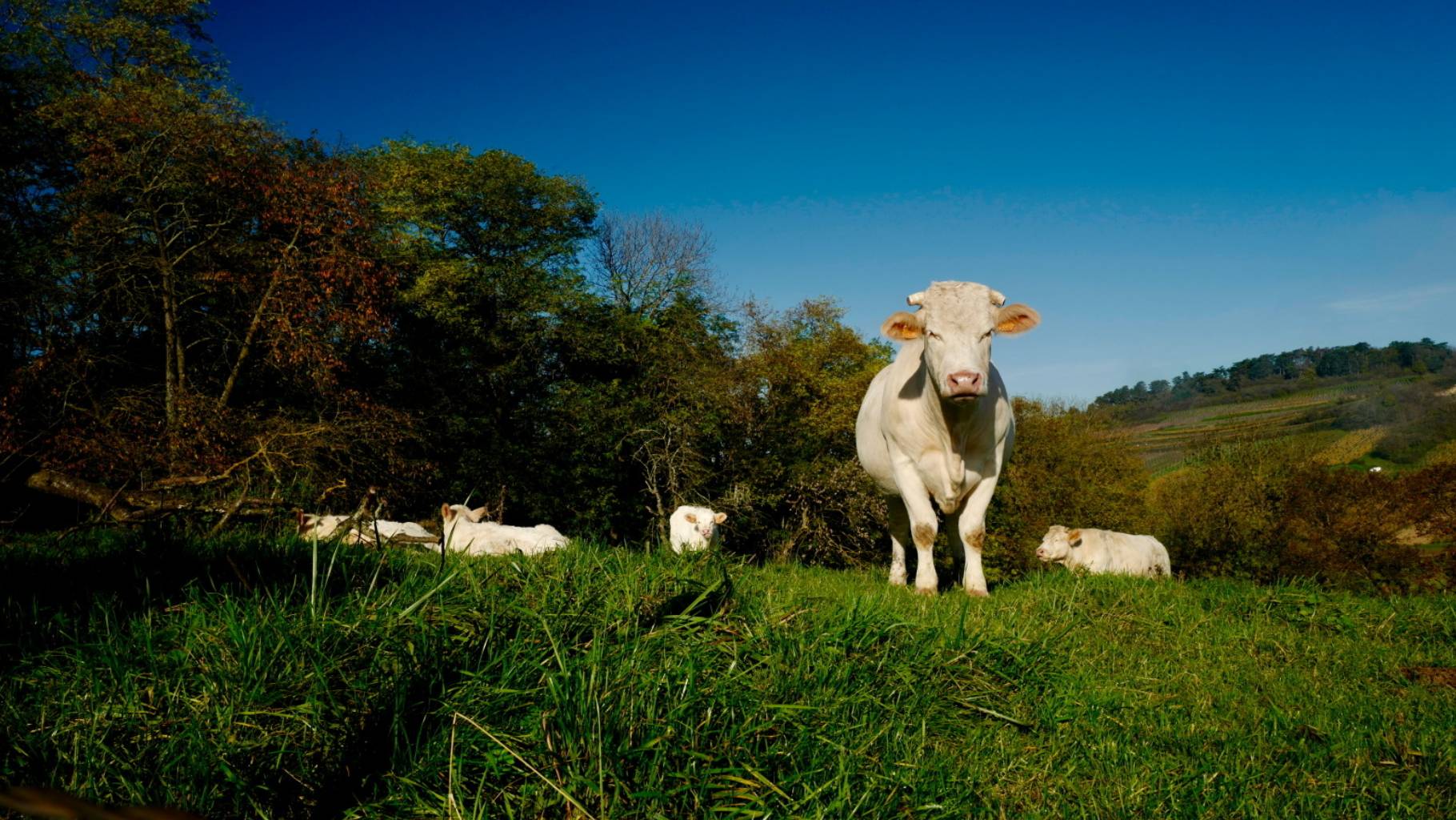 Salon International de l’Agriculture 2025 : Un rendez-vous incontournable !
