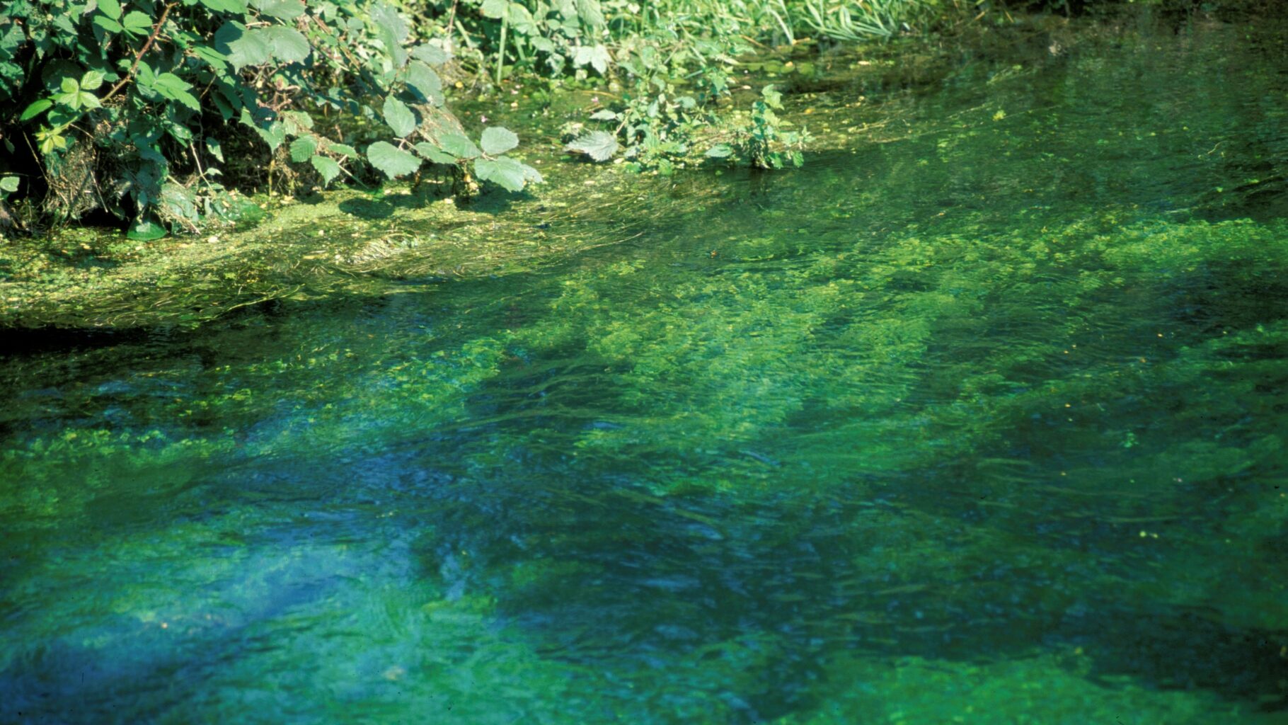 Rhinaissance 2.0 : un projet pour restaurer l’écologie du Rhin