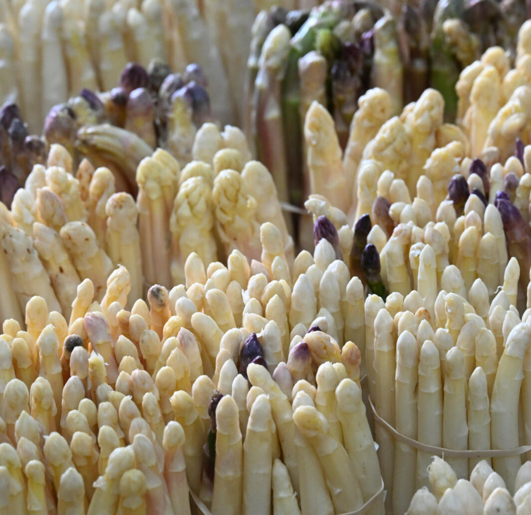 Asperges : la saison bat son plein