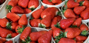Fraises locales, succès de saison