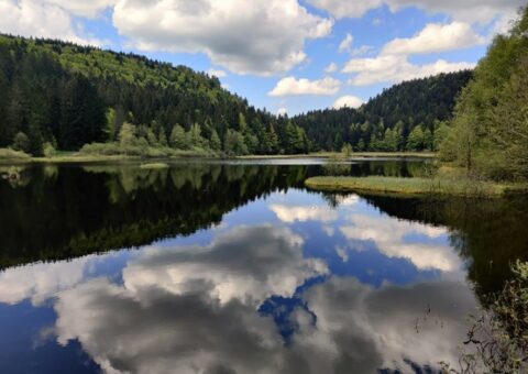 Appel à Projets : Mécénat Biodiversité, Environnement, Eau, Climat et Forêt