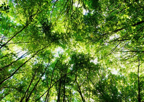 Soutien aux propriétaires forestiers en vue d&rsquo;accroître la résilience de leur patrimoine forestier