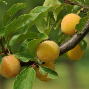Mirabelles : la saison d’or d’un fruit emblématique