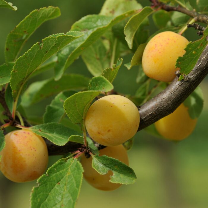 Mirabelles : la saison d’or d’un fruit emblématique