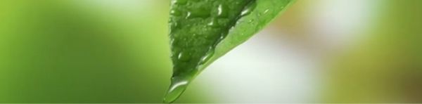 Bioéconomie et Innovations : Marchés porteurs en Grand Est