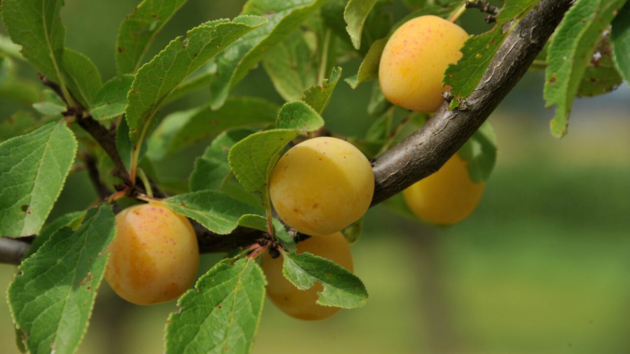 mirabelles5