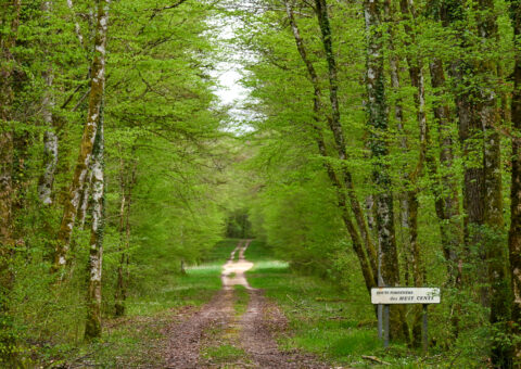 Soutien à l&rsquo;établissement de documents de gestion durable en forêts privées