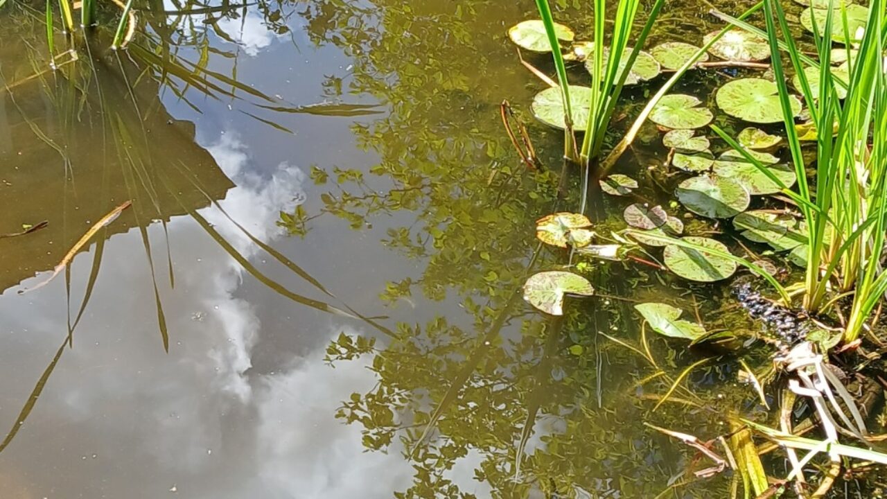 Denis Bour - L'eau source de vie