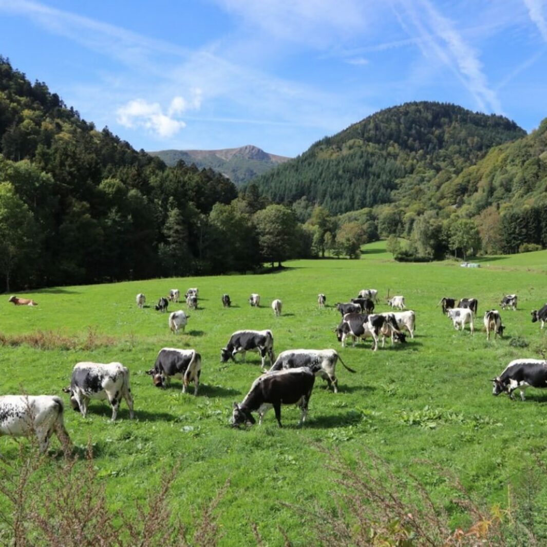 31 exploitations agricoles de montagne soutenues dans les Vosges
