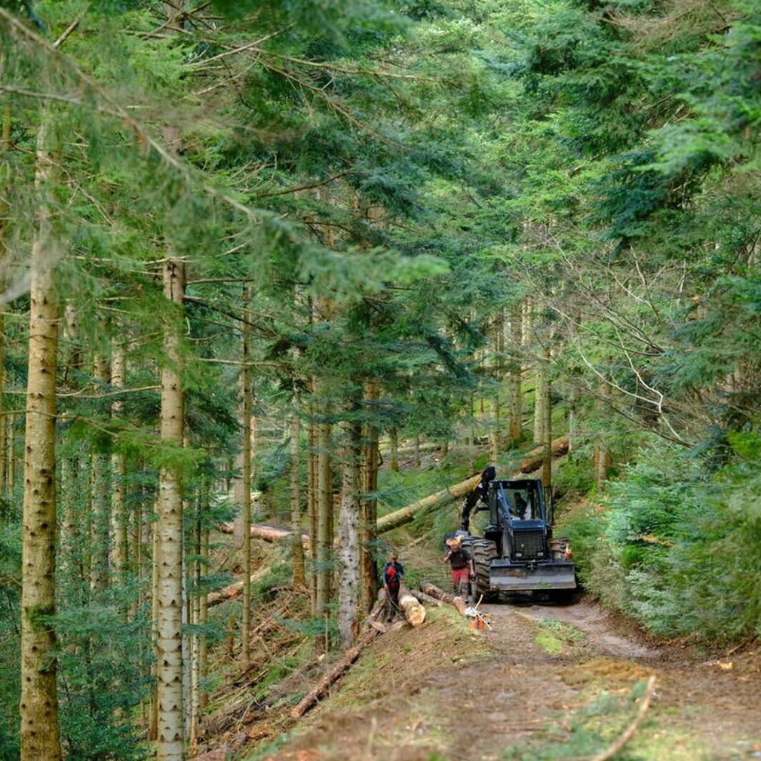 La Région Grand Est et l&rsquo;Europe investissent pour renforcer la filière bois dans les Vosges