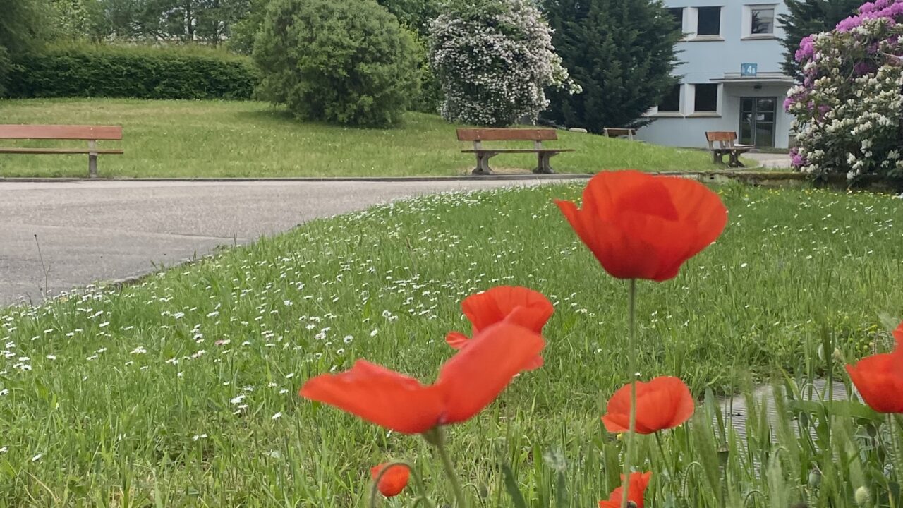 Julie Fournel - Mon lycée et la nature