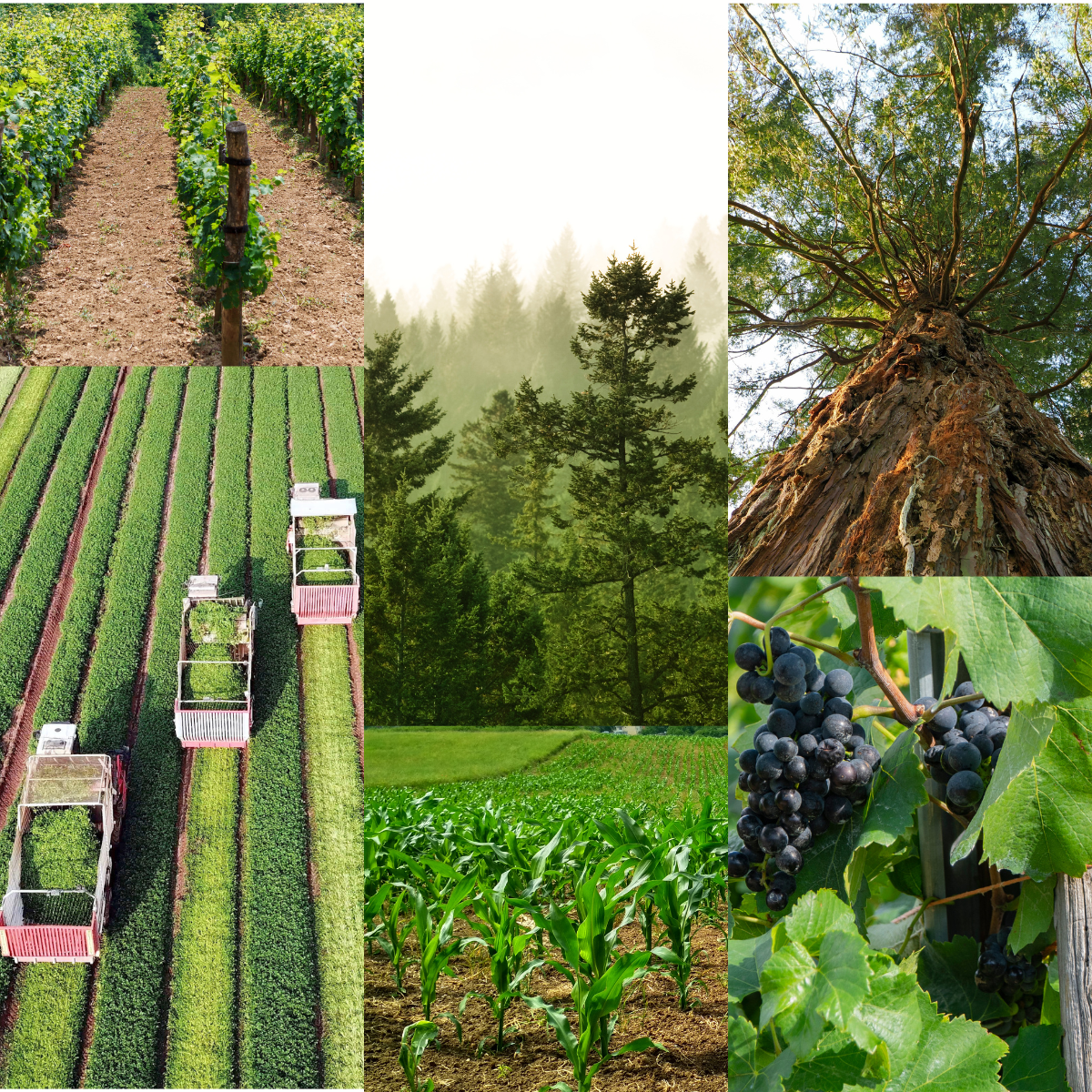 Journée Innovation et expérimentation pour l’Agriculture, la Viticulture et la Forêt